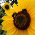 Profile picture of Dana S