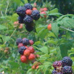 Profile picture of Judy