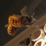 Profile picture of Aperia Borgo Rufo